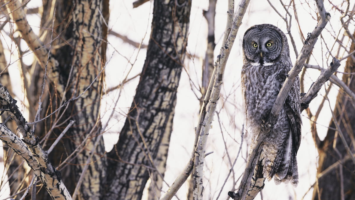 A great grey owl perched in bare winter branches, looking straight at the camera