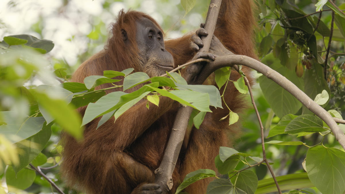 A wild orangutan resting in the rainforest canopy, holding a branch, Bukit Lawang, Sumatra
