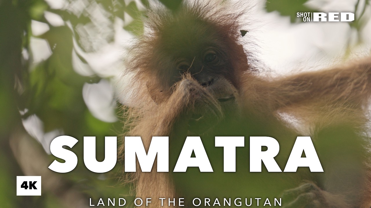 Frame from SUMATRA, Land of the Orangutan, by Hector Knudsen