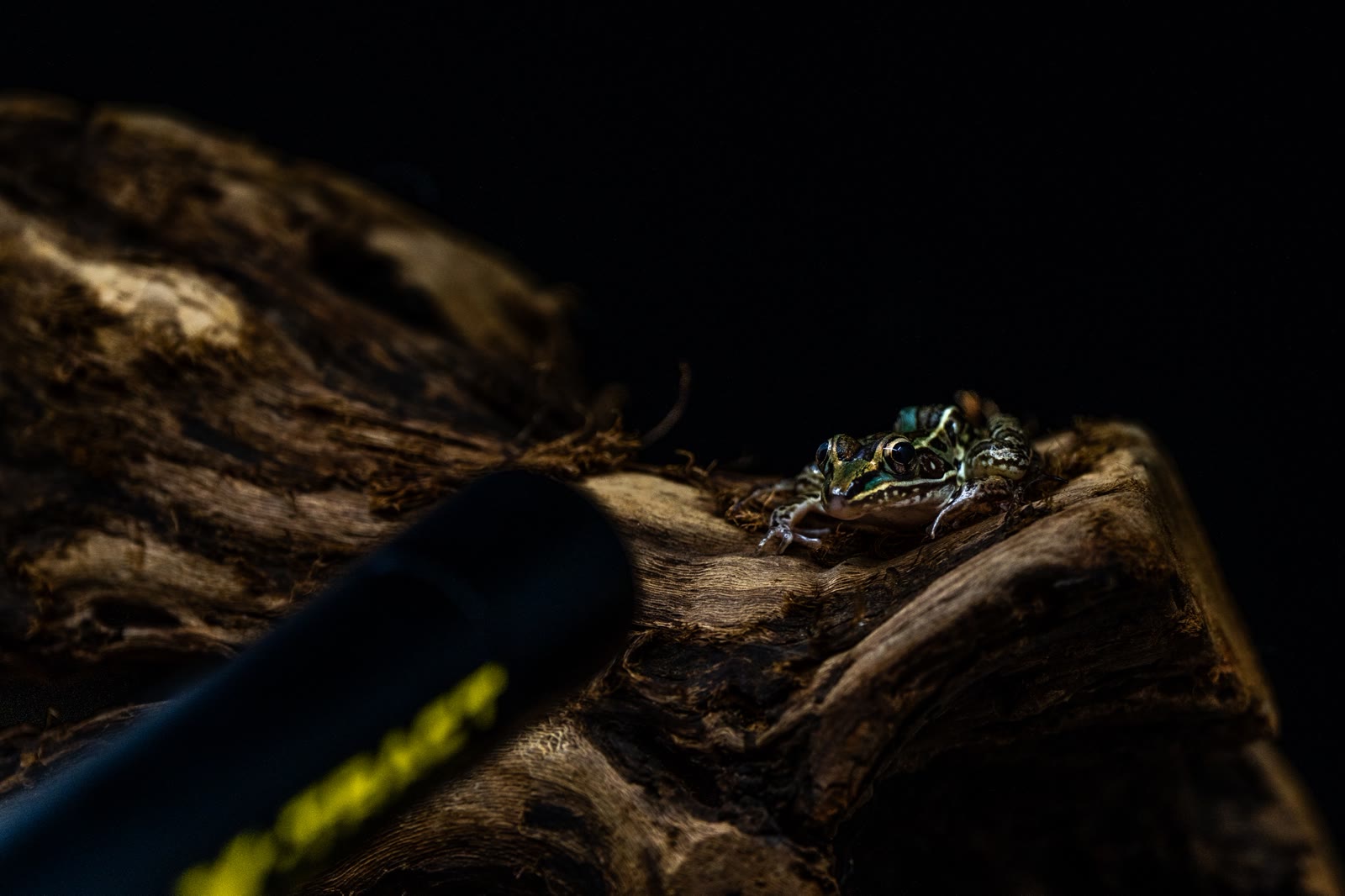 A small green and gold frog on driftwood, lit against a black background, with the probe lens visible in the frame beside it.